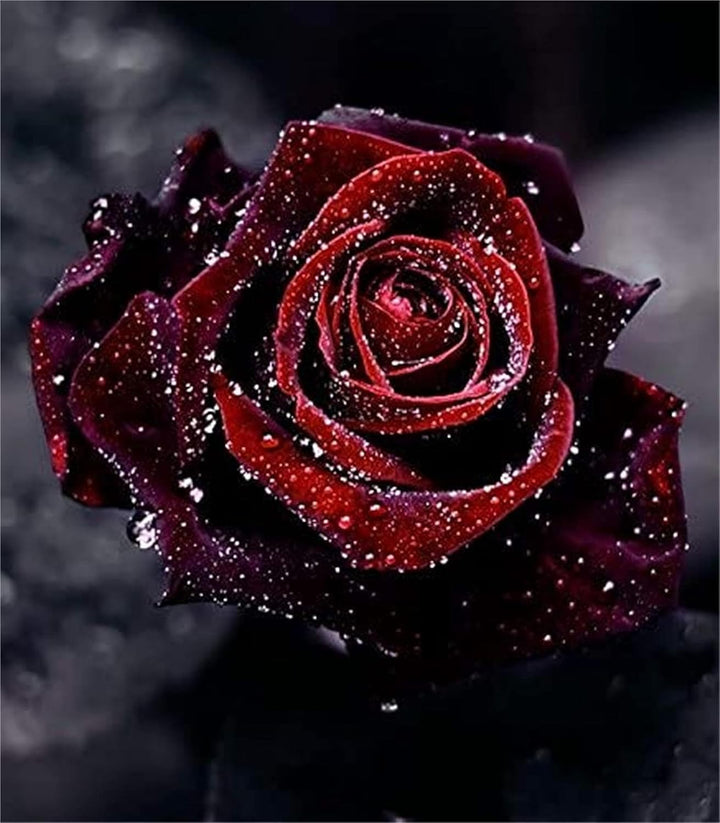 Deep Red Rose Plant Seeds for Planting - Heirloom Non-GMO Garden Seeds for Your Garden