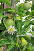 Edulis passion fruit seeds