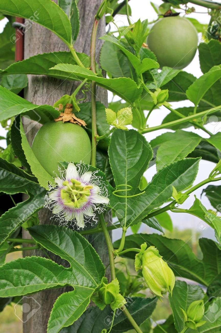 Edulis passion fruit seeds