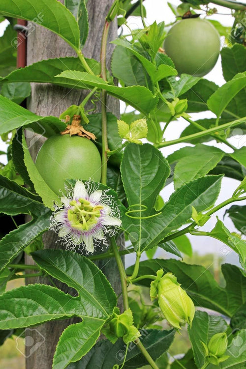 Edulis passion fruit seeds