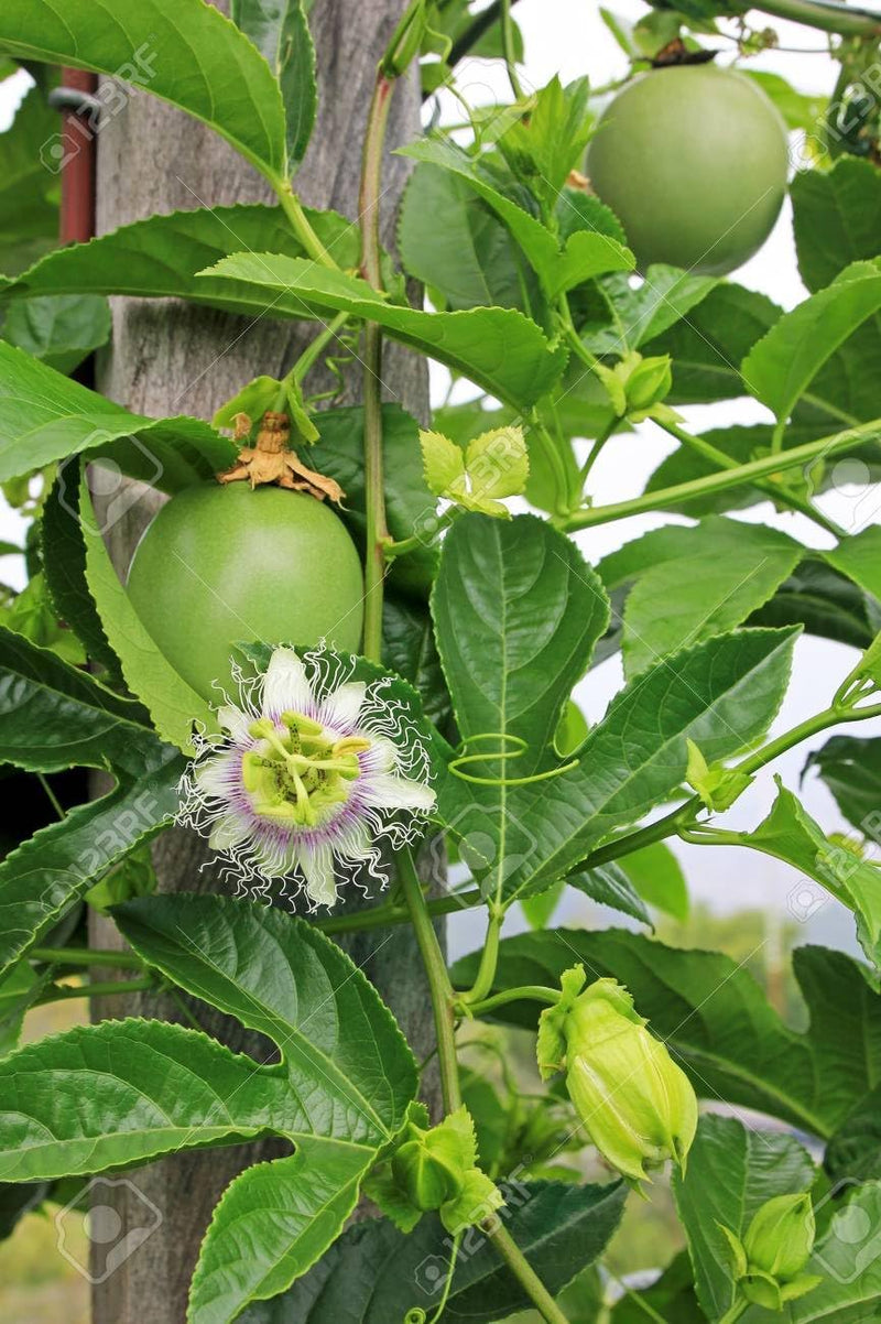 Edulis passion fruit seeds