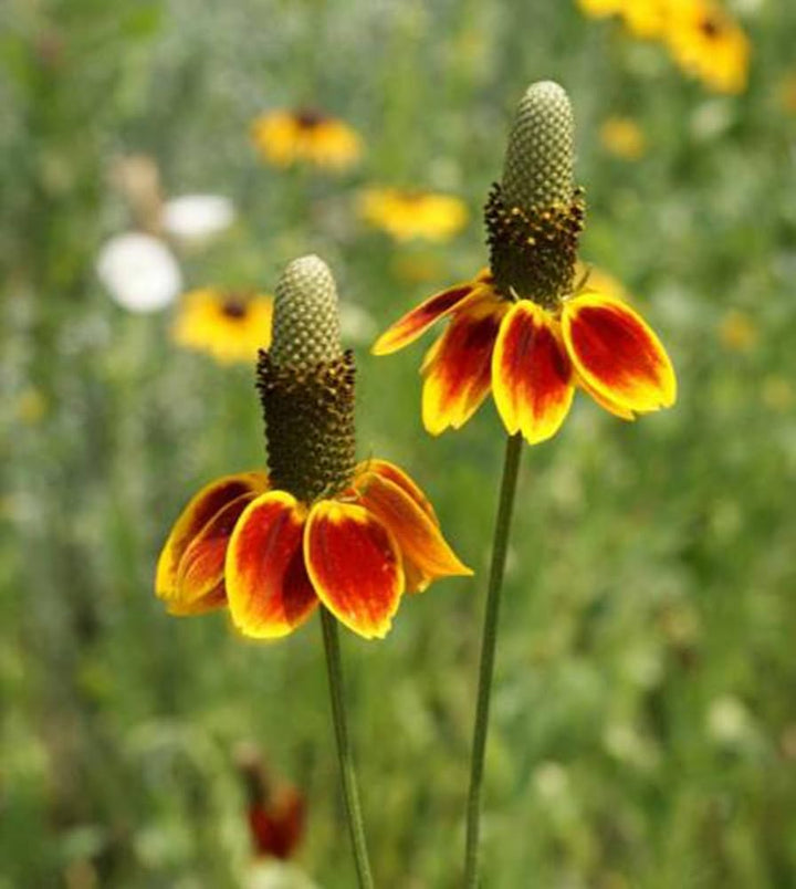 Heirloom Non-GMO Mexican Hat Flower Seeds for Planting – Drought-Tolerant Wildflower Blooms