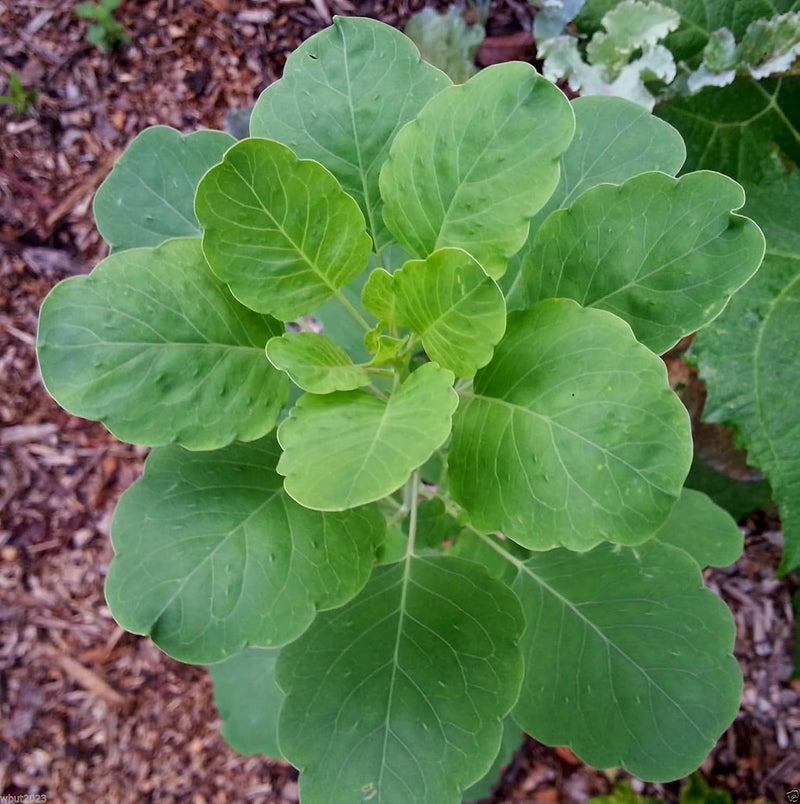 Papalo Plant Seeds for Planting - NON GMO Seeds for planting in home garden
