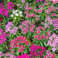 Heirloom Dianthus Flower Seeds for Planting 100 pcs - Dianthus for planting in home garden