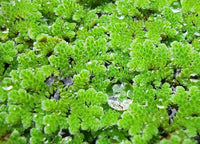 Gray Crested Fern Plant Seeds for Planting -heirloom & Non GMO Seeds