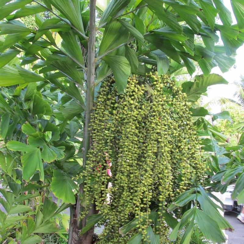 Fishtail Palm (Caryota Mitis) Seeds – Heirloom Non-GMO Seeds for Tropical and Indoor Planting - Palm for planting in home garden
