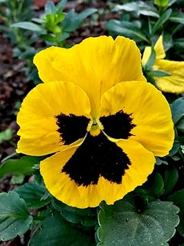 Pansy Flower Seeds Yellow for Planting - NON GMO Seeds for planting in home garden