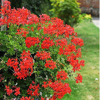 Heirloom Non-GMO Pelargonium Peltatum Flower Seeds | Trailing Geranium Seeds for Baskets & Borders