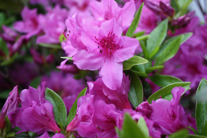 Azalea Flower Seeds for Planting, Purple, NON GMO Seeds