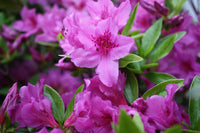 Azalea Flower Seeds for Planting, Purple, NON GMO Seeds