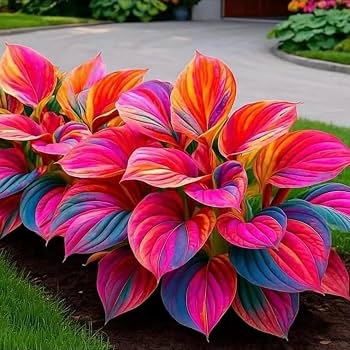 Heart Hosta perennial displaying decorative foliage in a garden bed

