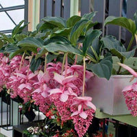 Medinilla Flower Seeds for Planting, Pink Variety, 100 pcs