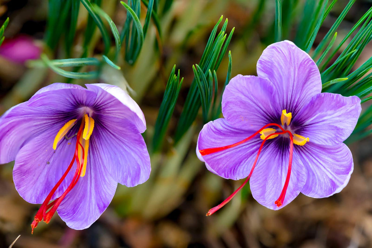 Heirloom Non-GMO Crocus Sativus Flower Seeds – Saffron Producing Blooms - Non-GMO for planting in home garden
