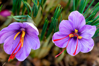 Heirloom Non-GMO Crocus Sativus Flower Seeds – Saffron Producing Blooms - Non-GMO for planting in home garden