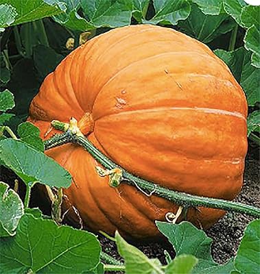 Wallace Whoppers Giant Pumpkin Seeds for Record-Breaking Yields 100 Pcs pcs