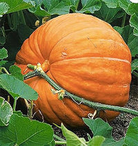 Wallace Whoppers Giant Pumpkin Seeds for Record-Breaking Yields 100 Pcs pcs