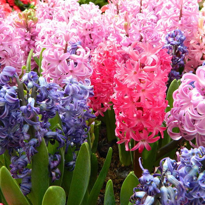 Hyacinthus Orientalis Seeds for Planting NON GMO Seeds
