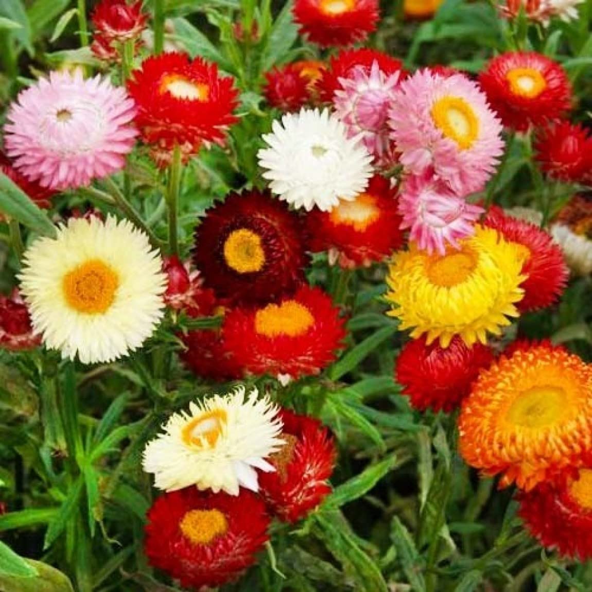 Mix Helianthemum Flower Seeds for Planting, Mixed Colors, 100 pcs