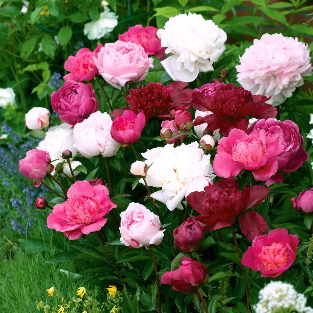 Peony bulbs planted along an attractive garden border

