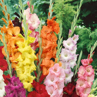Heirloom Non-GMO Gladiolus Flower Seeds for Planting – White and Pink Blooms for Elegant Cutting Gardens