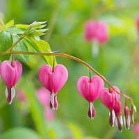 Bleeding Flower Seeds for Planting - 100 pcs