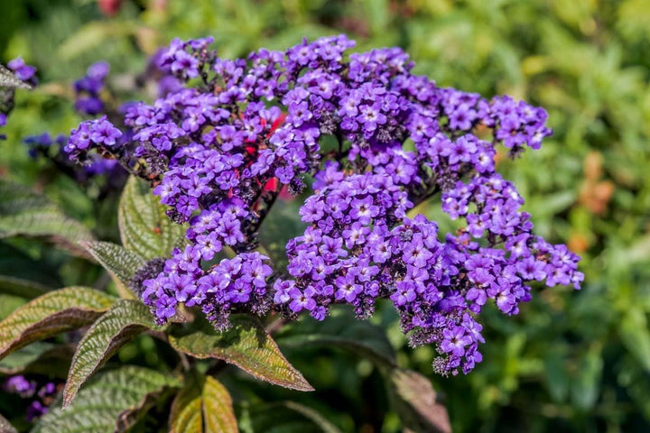 Fresh Heliotrope Flower Seeds for Planting - 100 pcs
