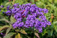 Fresh Heliotrope Flower Seeds for Planting - 100 pcs