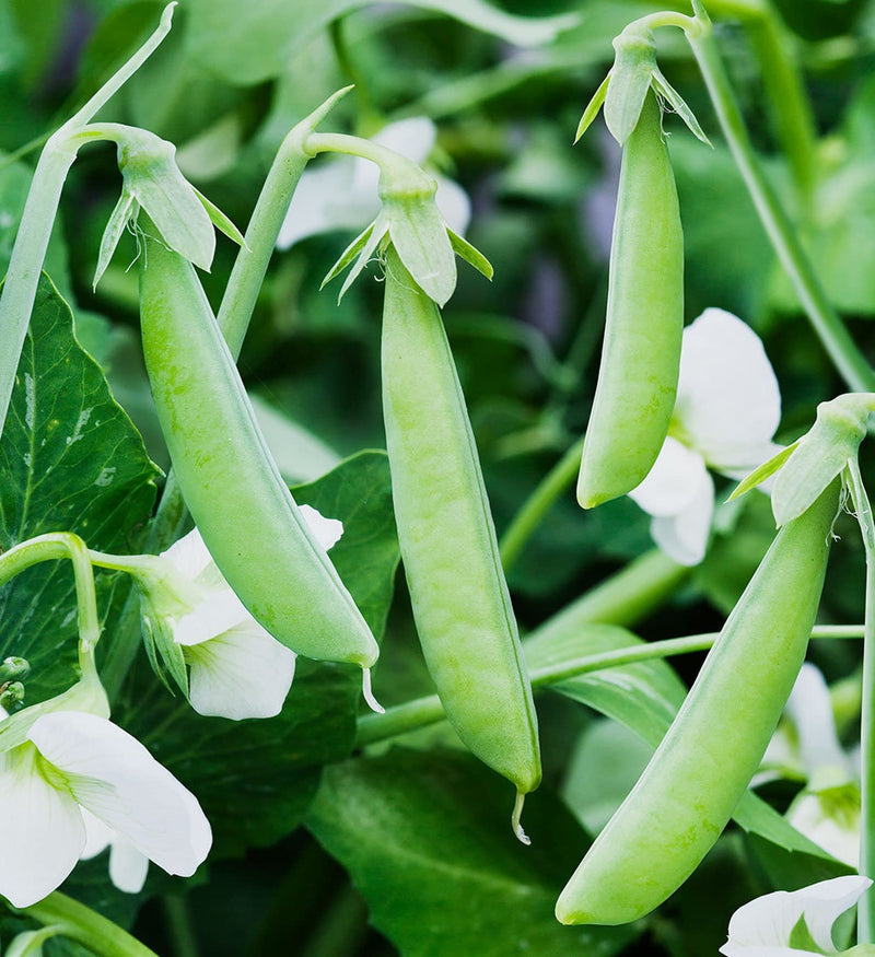 Sugar Ann Snap Pea Seeds for Planting heirloom & Non-GMO Seeds