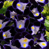 Heirloom Non-GMO Torenia Wishbone Flower Seeds | Vibrant Shade-Loving Annuals for Hanging Baskets
