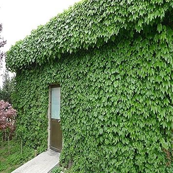 Green Boston Ivy Plant Seeds for Planting-Heirloom & Non-GMO Seeds for planting