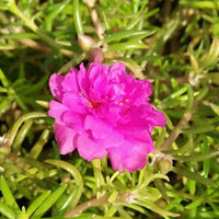 Heirloom (Heirloom scientific name) for planting in garden