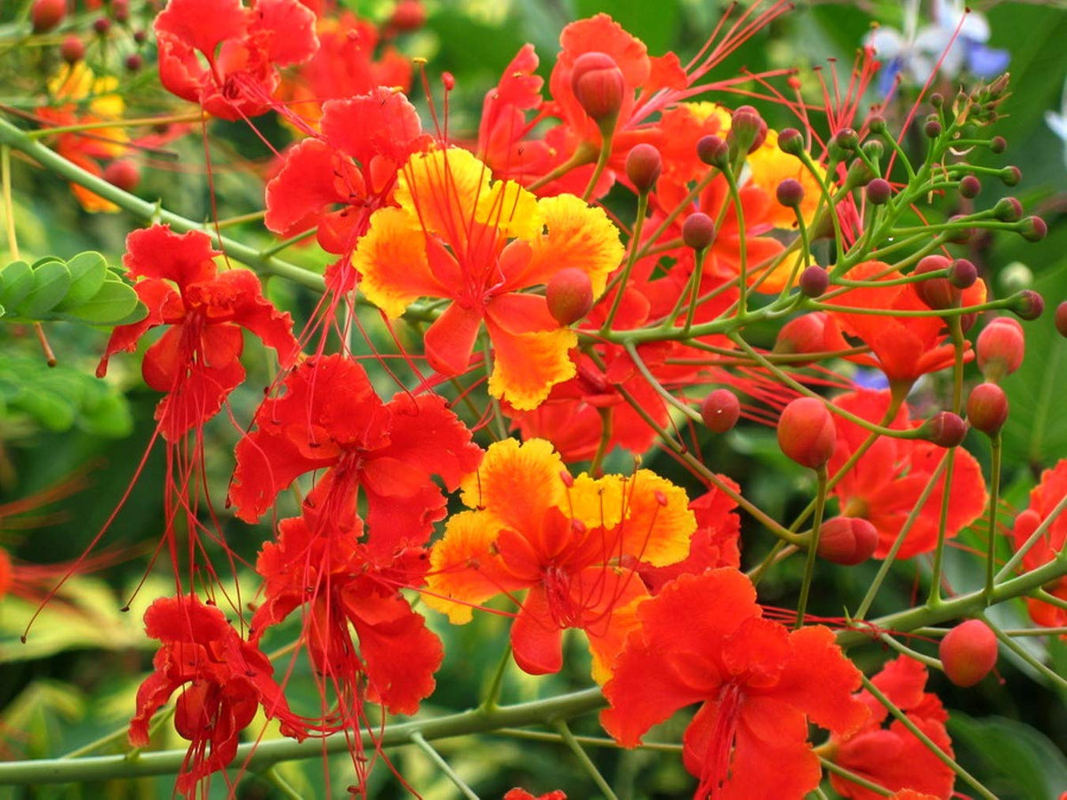 Caesalpinia Pulcherrima Flower Seeds Heirloom Non GMO Planting - 100 pcs
