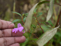 Heirloom Non-GMO Violet Balsamine Flower Seeds for Garden Planting ƒ?? Colorful Annual Blooms