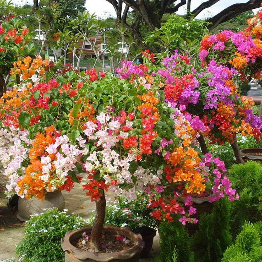 Bougainvillea Orange Ice Flower Seeds for Planting - Heirloom and Non-GMO Garden Seeds