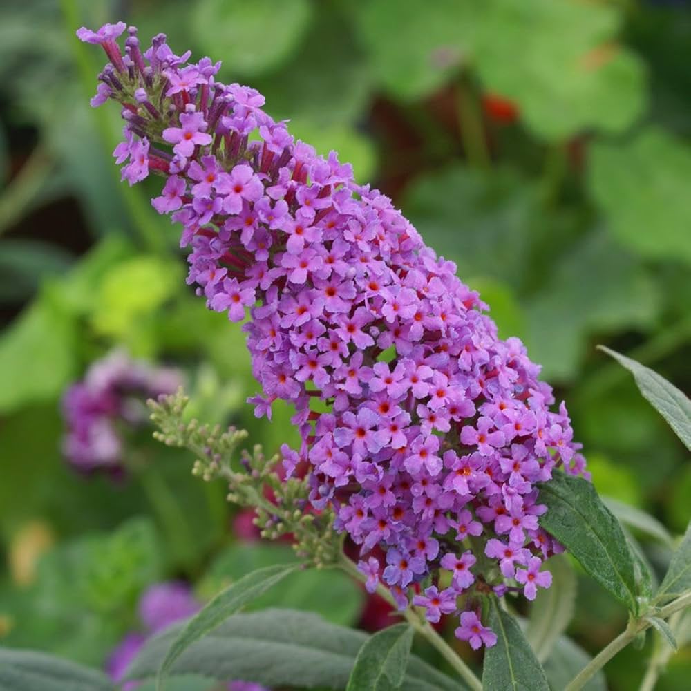 Cream Buddleia Flower Seeds for Planting, 100 pcs seeds for planting in home garden