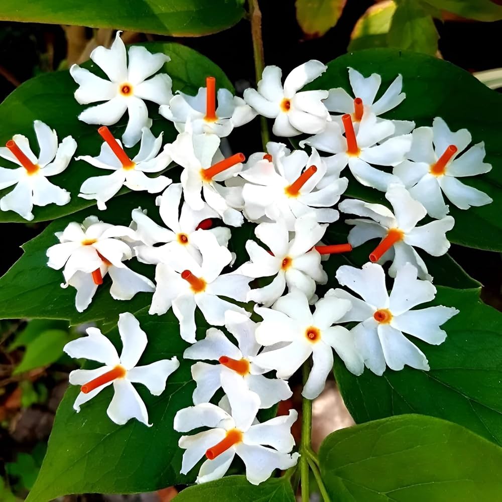Coral Jasmine Flower Seeds for Planting - NON GMO Seeds