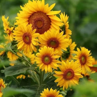Sunflower Flower Seeds Heirloom Non GMO Planting - 100 pcs