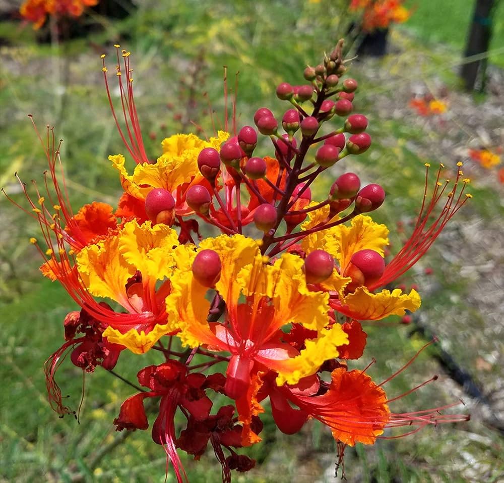 Caesalpinia Flower Seeds for Planting, Heirloom, Non-GMO, 100 pcs