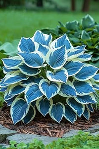 Healthy hosta foliage creating texture in a woodland garden setting.

