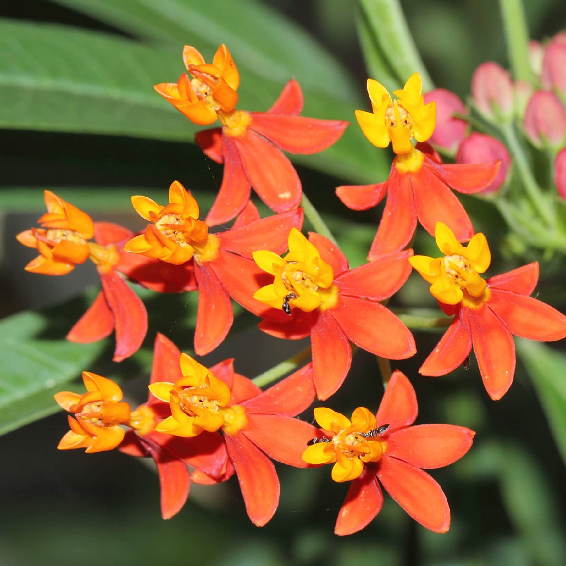 Asclepias Curassavica Flower Seeds for Planting - 100 pcs seeds for planting in home garden