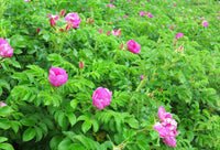 Kartoffelrose Flower Seeds for Planting, 100 pcs seeds for planting in home garden