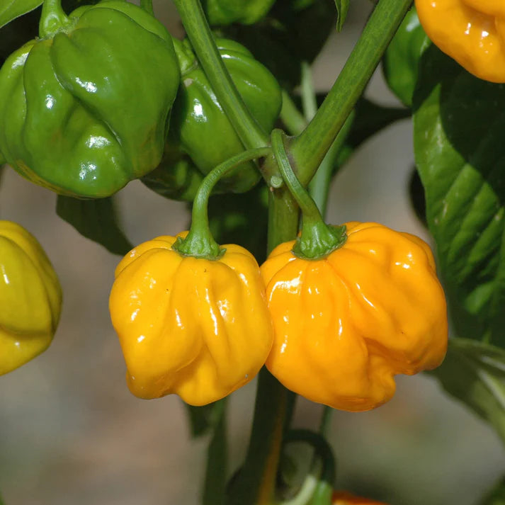 Habanero Mustard Pepper Vegetable Seeds