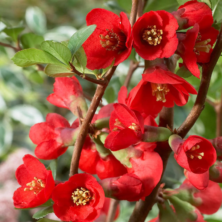 Chaenomeles Flower Seeds for Planting, Unique Variety, 100 pcs