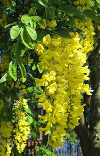 Yellow Anagyroides Flower Seeds for Planting, 100 pcs seeds for planting in home garden