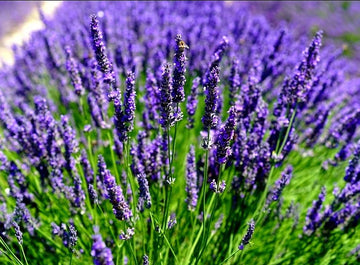 Purple Lavandula Angustifolia Lavender Seeds Scientific Name Placeholder for planting in home garden