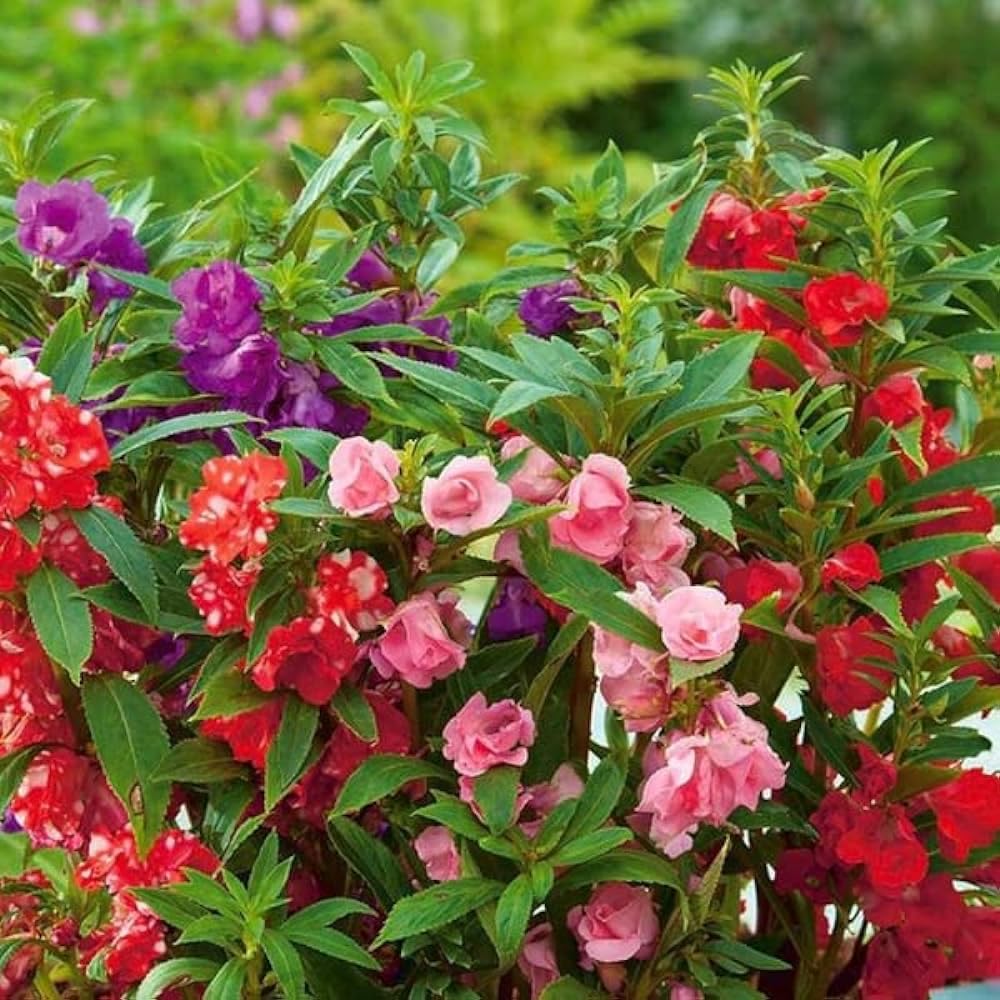 Balsam Camellia Flower Seeds – Heirloom Non-GMO Seeds for Garden Planting
