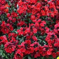 English Wallflower "Cheiranthus", Seeds