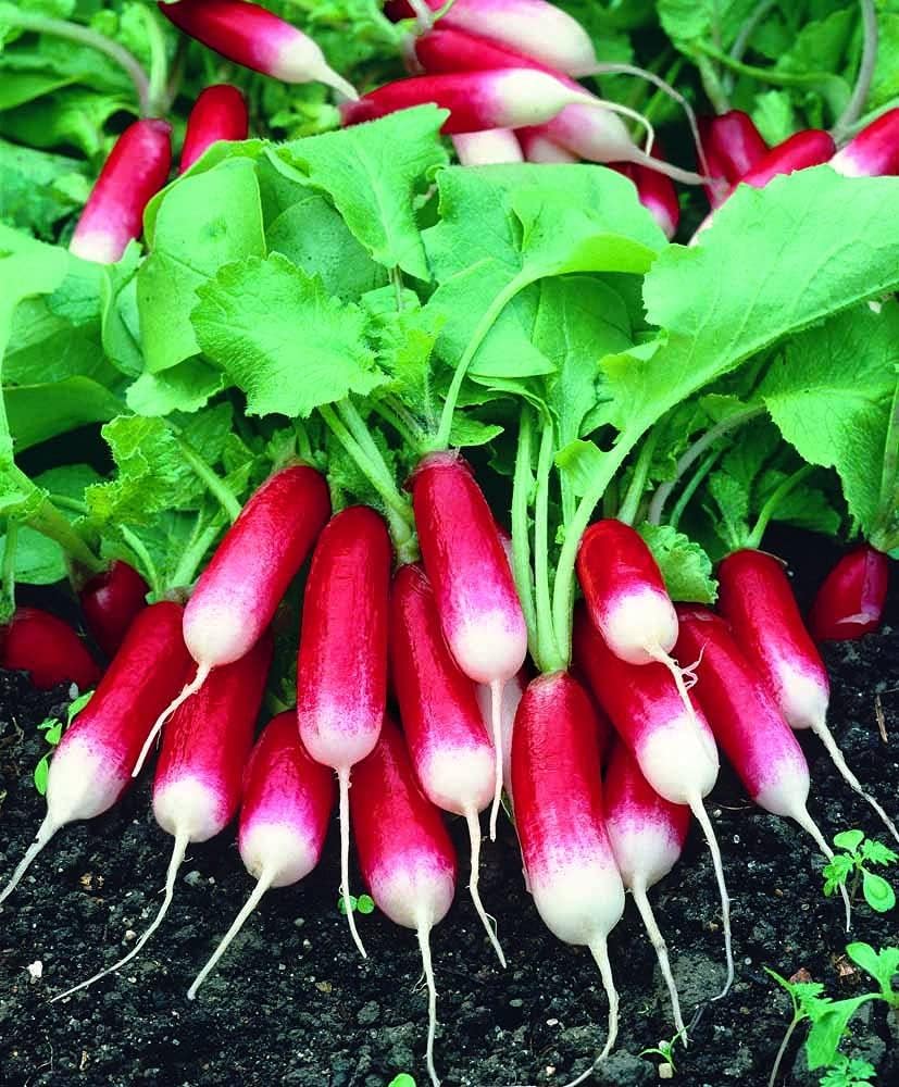 French Breakfast Radish Seeds for Planting heirloom & Non-GMO Seeds