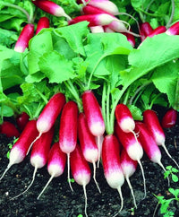French Breakfast Radish Seeds for Planting heirloom & Non-GMO Seeds