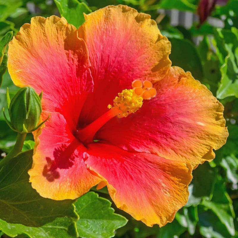 Heirloom Hibiscus Abelmoschus Flower Seeds – Non-GMO Flower Seeds for Planting